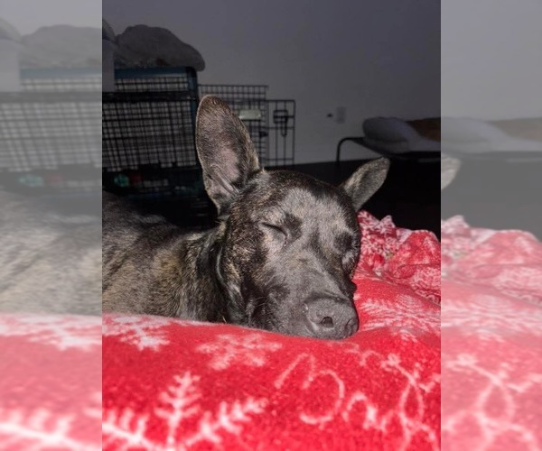 Medium Photo #2 Holland Shepherd-Unknown Mix Puppy For Sale in garner, NC, USA