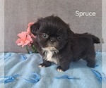 Small #1 Shih Tzu