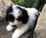 Small Photo #1 Great Pyrenees-Poodle (Toy) Mix Puppy For Sale in BOWLING GREEN, OH, USA