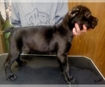 Small Photo #4 Cane Corso Puppy For Sale in OSSEO, WI, USA