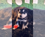 Small Photo #46 Alaskan Malamute Puppy For Sale in MIDWEST CITY, OK, USA
