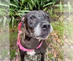 Small #1 American Pit Bull Terrier-Staffordshire Bull Terrier Mix