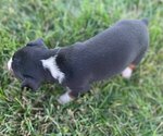 Small #2 Rat Terrier