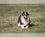 Small Photo #4 Pembroke Welsh Corgi Puppy For Sale in FORT MADISON, IA, USA