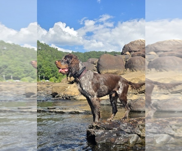 Medium Photo #1 English Springer Spaniel Puppy For Sale in OCOEE, TN, USA