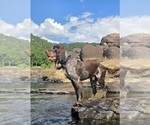 Small Photo #1 English Springer Spaniel Puppy For Sale in OCOEE, TN, USA