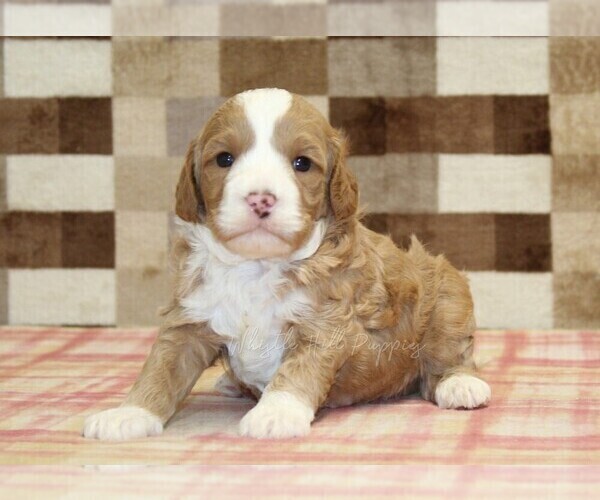 Medium Photo #2 Bernedoodle (Miniature)-Cavapoo (Miniature) Mix Puppy For Sale in DENVER, PA, USA