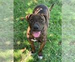 Small #2 American Pit Bull Terrier Mix