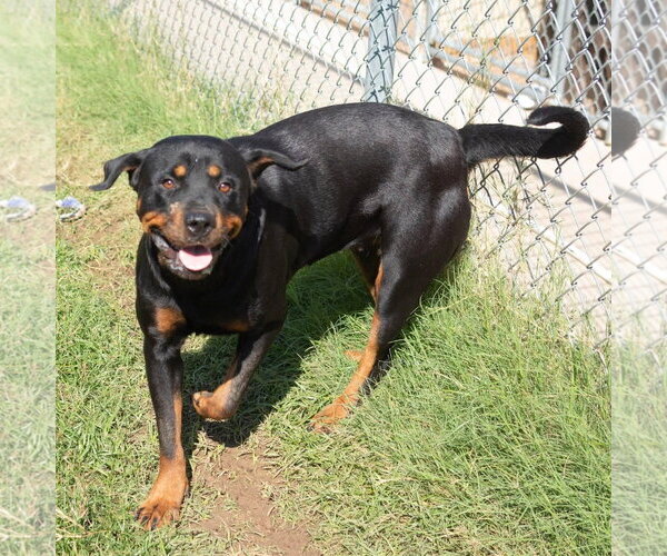Medium Photo #4 Rottweiler Puppy For Sale in Hillsboro, NH, USA