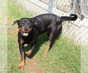 Dallas Daisy - Female Rottweiler Dog for Adoption - Photo #4