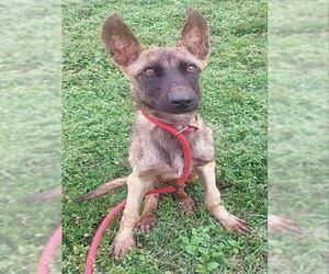 Mutt Dogs for adoption in Fort Lauderdale, FL, USA