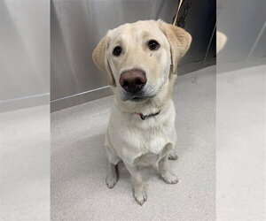 Labsky Dogs for adoption in Fairbanks, AK, USA
