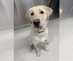 Small Labsky