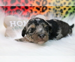 Puppy 2 Poodle (Miniature)-ShihPoo Mix