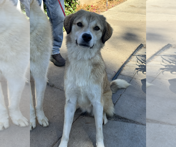 Medium Photo #5 Colonial Cocker Spaniel-Unknown Mix Puppy For Sale in Newport Beach, CA, USA