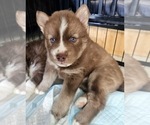 Puppy Scarlet Siberian Husky