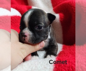 Boston Terrier Puppy for Sale in AFTON, Wyoming USA