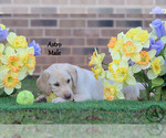 Puppy Astro Labrador Retriever