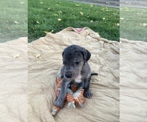 Great Dane Puppy for sale in CRESWELL, OR, USA