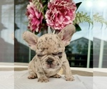 Small #2 French Bulldog