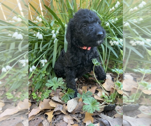 Medium Photo #1 Labradoodle Puppy For Sale in JACKSONVILLE, NC, USA