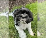 Puppy 1 ShihPoo