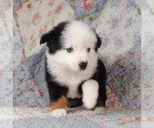 Miniature Australian Shepherd Puppy for sale in HARRISON, OH, USA