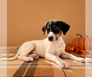 Doberman Pinscher-Rat Terrier Mix Puppy for sale in GREENFIELD, IN, USA