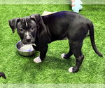Small #1 American Bulldog Mix