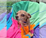 Small Photo #4 Chihuahua-Unknown Mix Puppy For Sale in Missouri City, TX, USA