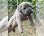 Small #6 Cane Corso