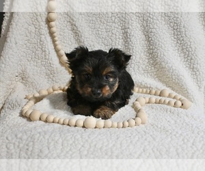 Yorkshire Terrier Puppy for sale in BALTIC, OH, USA