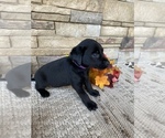 Small Photo #6 Labrador Retriever Puppy For Sale in GOLD CREEK, MT, USA
