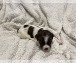 Small Photo #37 Brittany Puppy For Sale in ORRUM, NC, USA