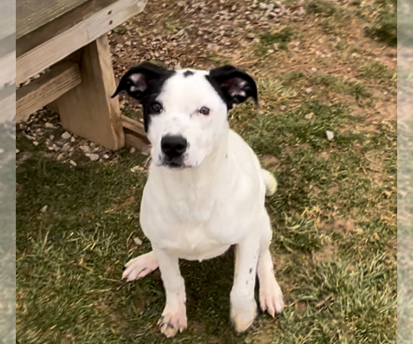 Medium Photo #3 American Pit Bull Terrier-Unknown Mix Puppy For Sale in Sistersville, WV, USA