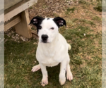Small #2 American Pit Bull Terrier Mix