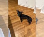 Small #2 American Staffordshire Terrier