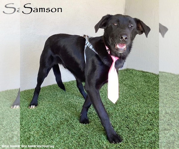 Medium Photo #1 Mutt Puppy For Sale in San Diego, CA, USA