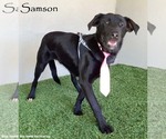 Samson - Male Mutt Dog for Adoption - Small photo