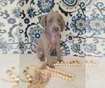 Puppy Star Weimaraner