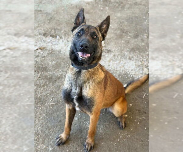 Medium Photo #2 Mutt Puppy For Sale in Riverside, CA, USA