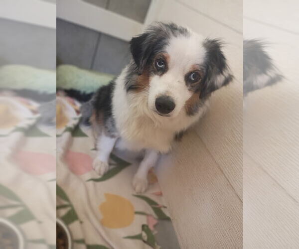 Medium Photo #2 Australian Shepherd Puppy For Sale in Pacolet, SC, USA