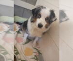 Small #1 Australian Shepherd