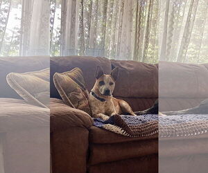 Mutt Dogs for adoption in Garden City, NY, USA