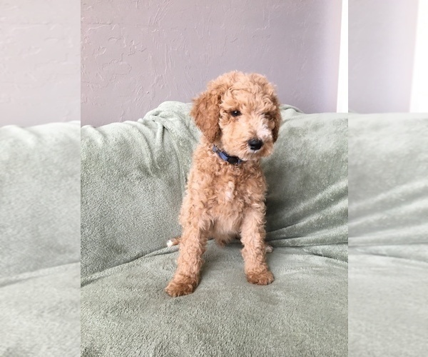 Medium Photo #1 Poodle (Standard) Puppy For Sale in ARCADIA, OK, USA