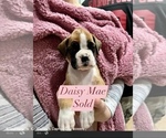 Small Photo #16 Boxer Puppy For Sale in CITRUS HEIGHTS, CA, USA