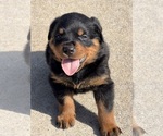 Small #8 Rottweiler