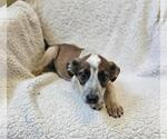 Small #6 Black Mouth Cur Mix