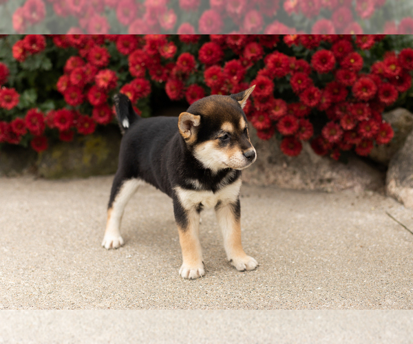 Medium Photo #3 Shiba Inu Puppy For Sale in MILLERSBURG, IN, USA