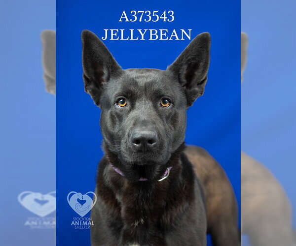 Medium Photo #2 Australian Kelpie-German Shepherd Dog Mix Puppy For Sale in Stockton, CA, USA